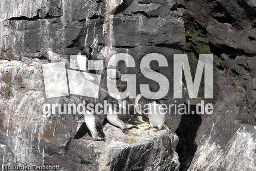 Trottellumme (2 von 2).jpg